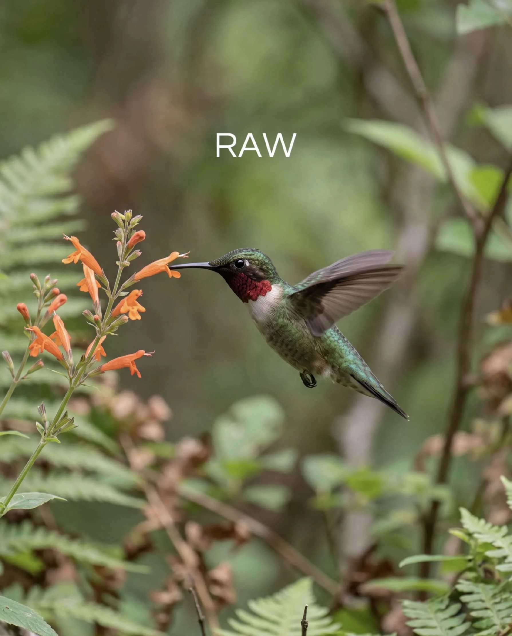 Colibrí junto a flores naranjas, foto original
