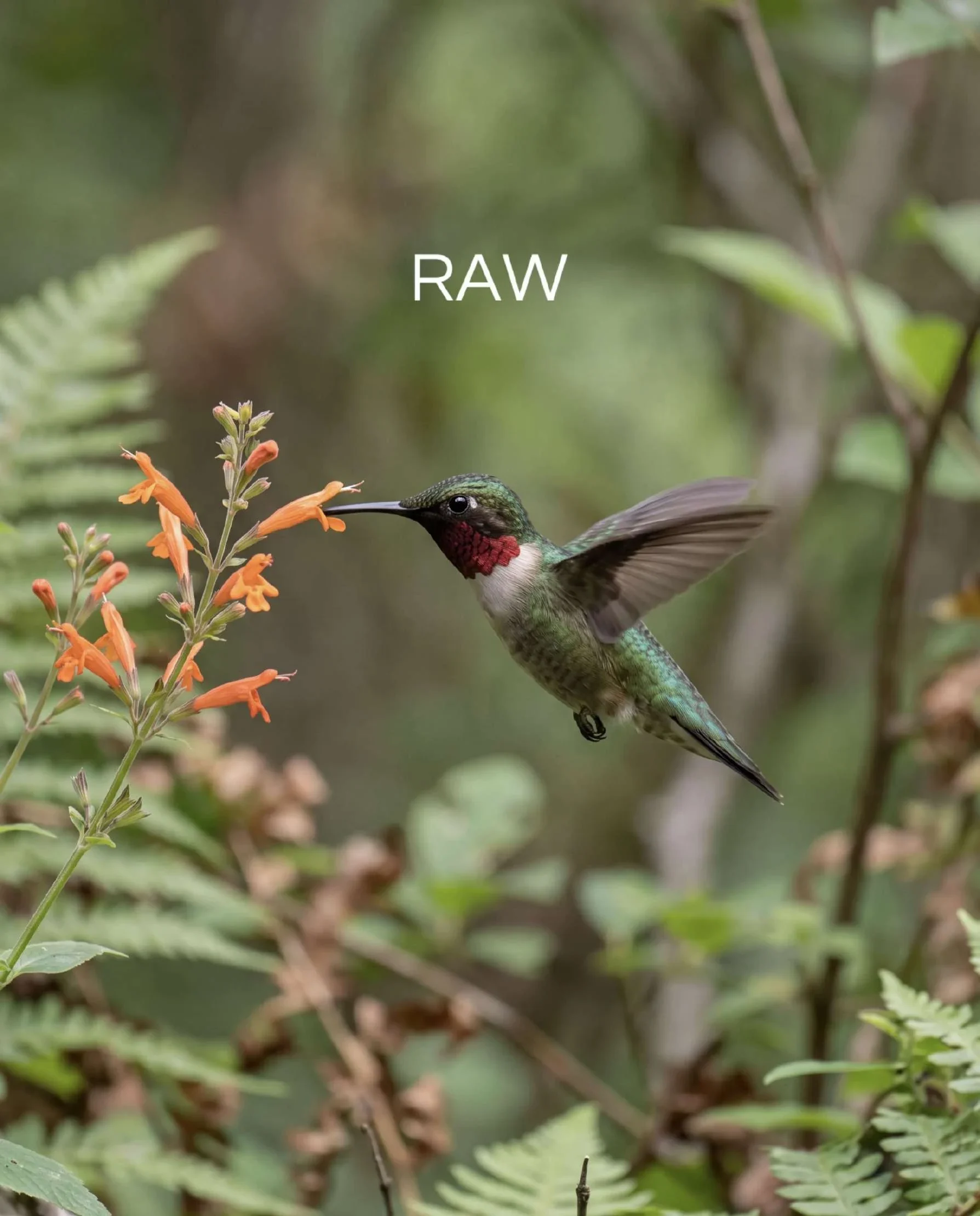 Colibrí junto a flores naranjas, foto original
