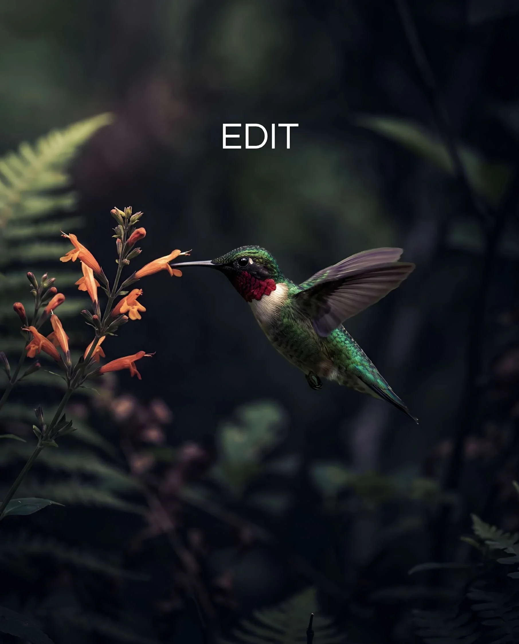 El mismo colibrí con gradación de color oscura y contrastada